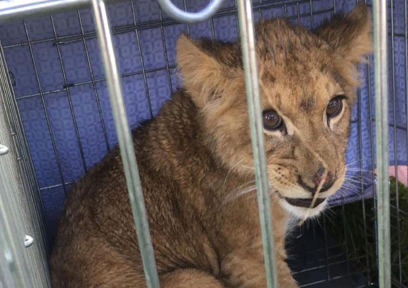 Lion cub