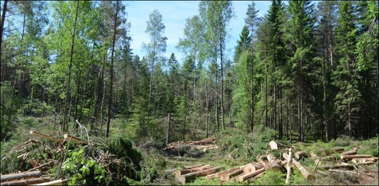 forests, KP, CCTV, timber smuggling
