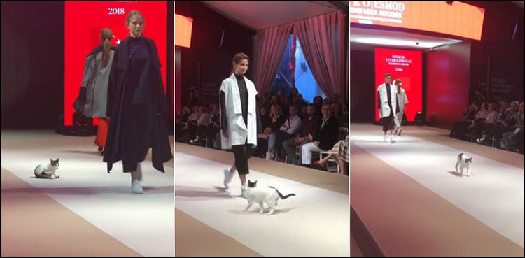 Cat Catwalk Istanbul