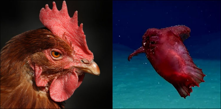 headless chicken monster