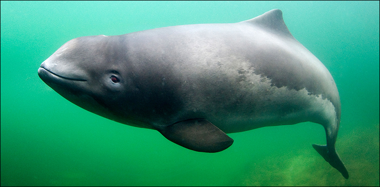 vaquita porpoises