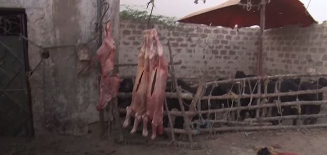 Meat