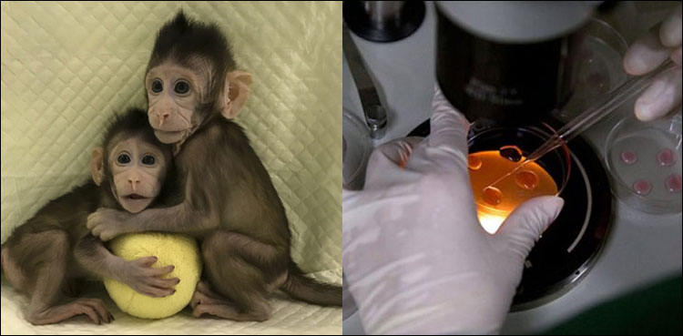 Monkey China genetically edited