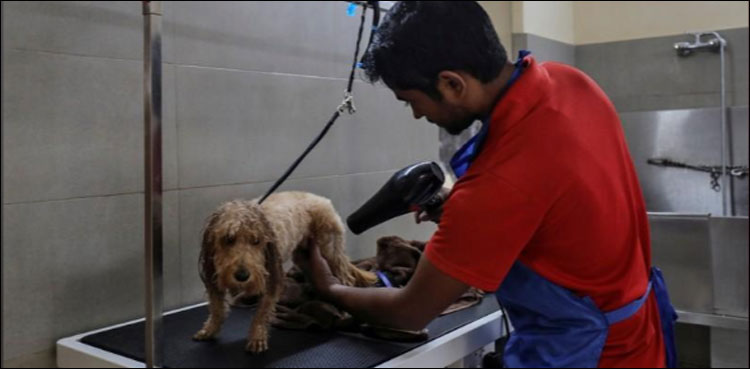 India pooches