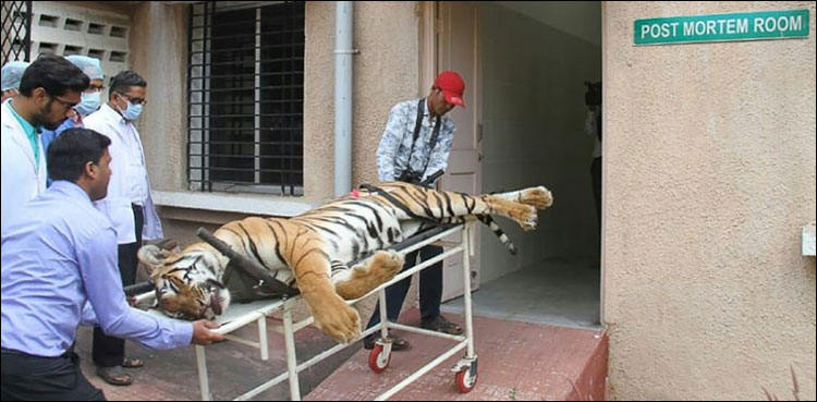 tiger