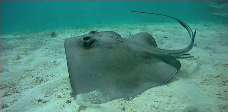 stingray attack