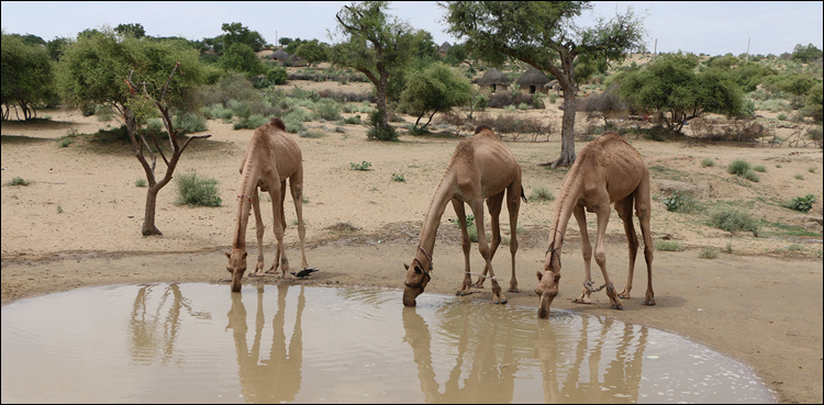 Thar, rainfall