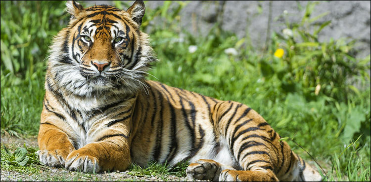 Tigers, Wildlife, Endangered