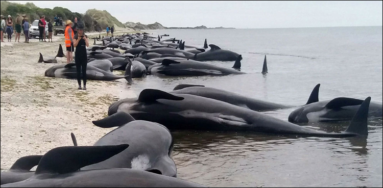 whales
