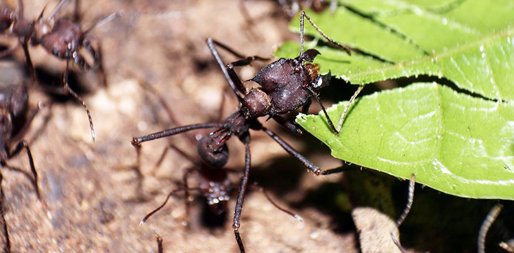 Ants, leaf cutter ants,