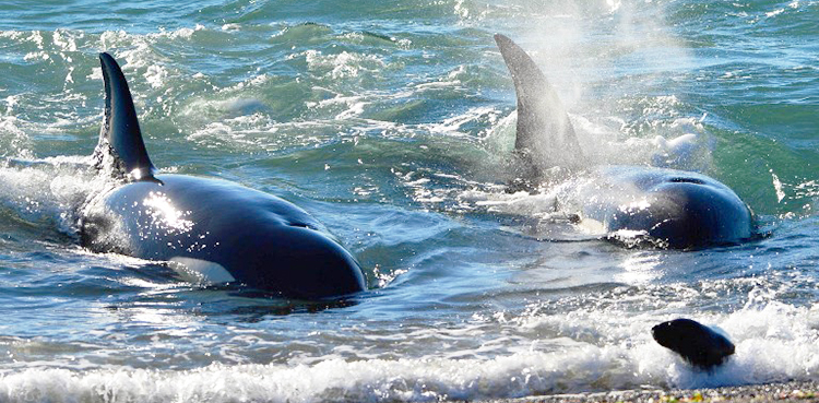 killer whales, climate change,