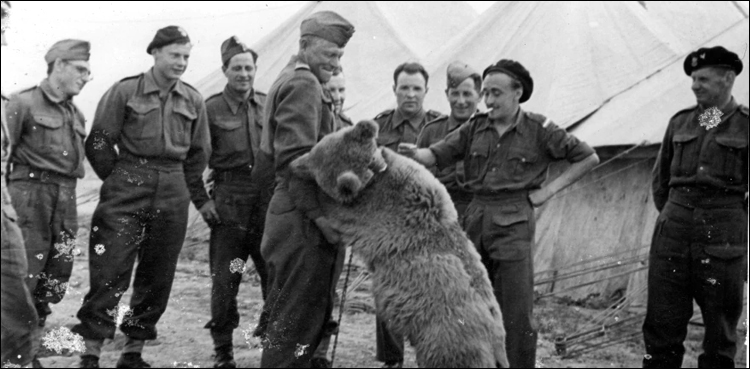 Bear World War II