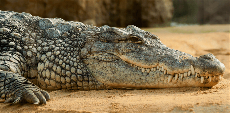Crocodiles flee, Karachi farm house