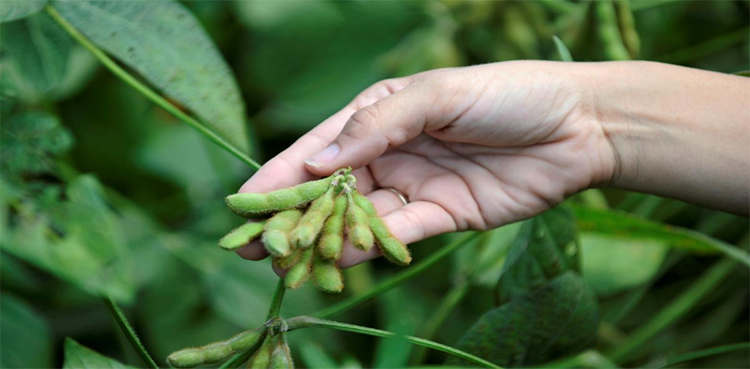 U.S., agriculture reports