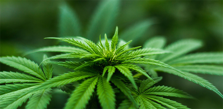 cannabis germany german parliament