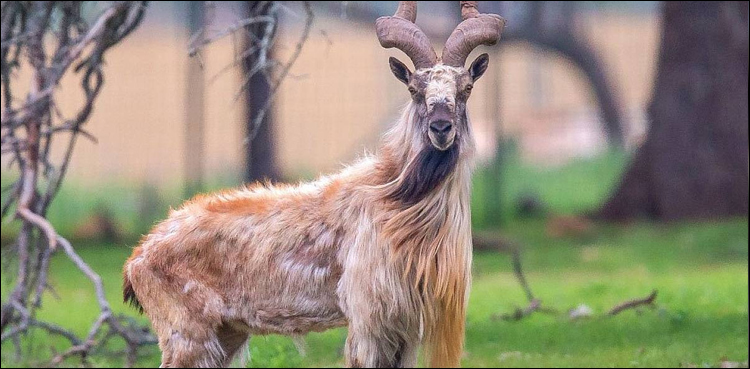 Markhor Pakistan UN