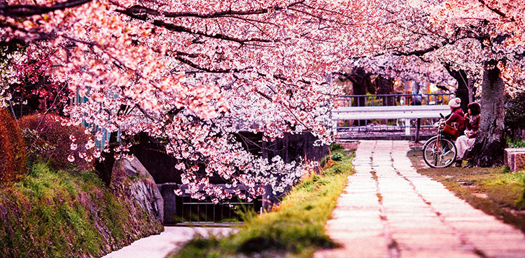 Japan, Cherry Blossom,
