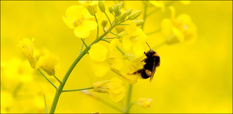Insects