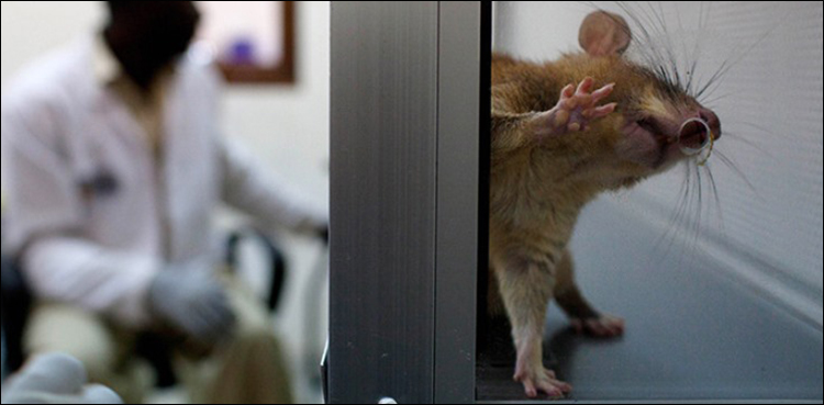 Kidneys, rats, human transplant