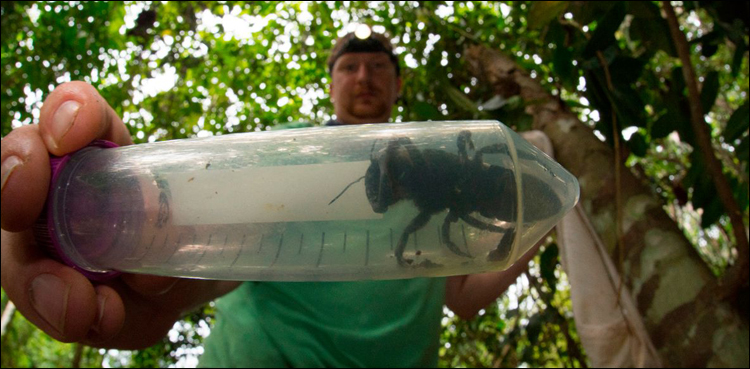 world's largest bee