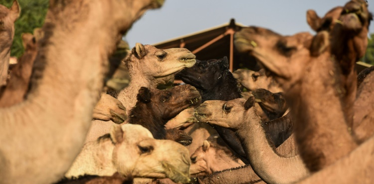 Australia, Camels