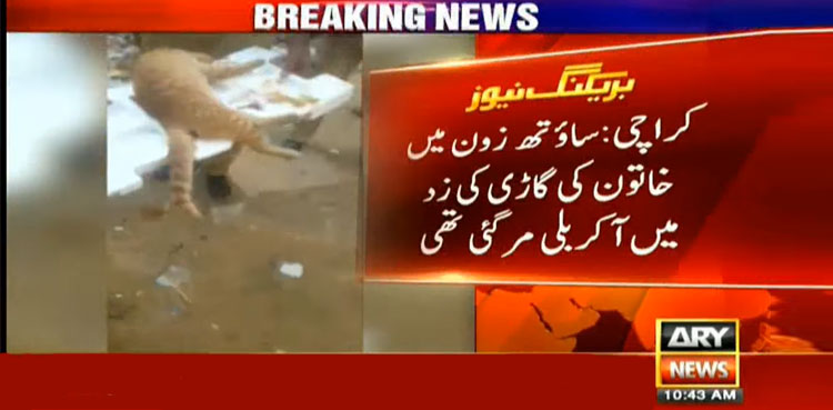 Karachi, cat, cat killed, animal rights,
