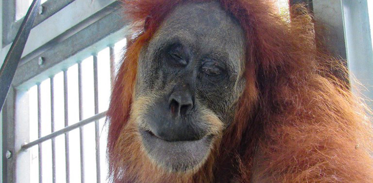 Orangutan, Indonesia,