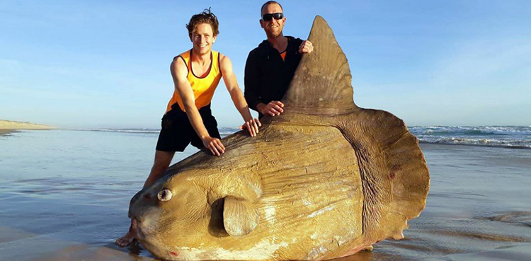sun fish,