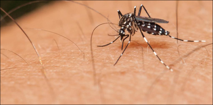 Islamabad, dengue fever, upsurge