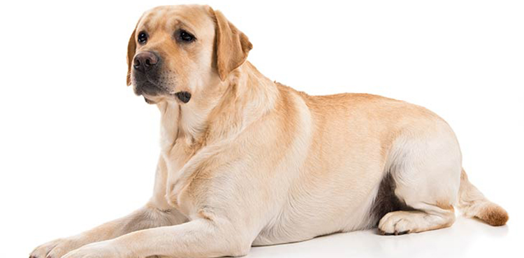 lahore pet dog bail