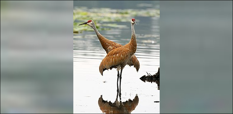Khyber Pakhtunkhwa, ban, crane, hunting
