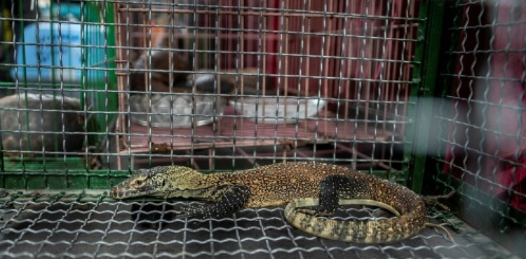 illegal Facebook sale komodo dragons