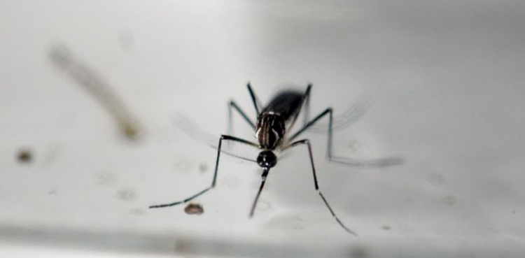 Mosquito vaccine