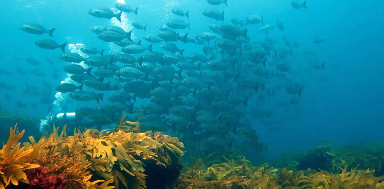 Deep Blue, Responsibility, Call to Action, Oceans Day