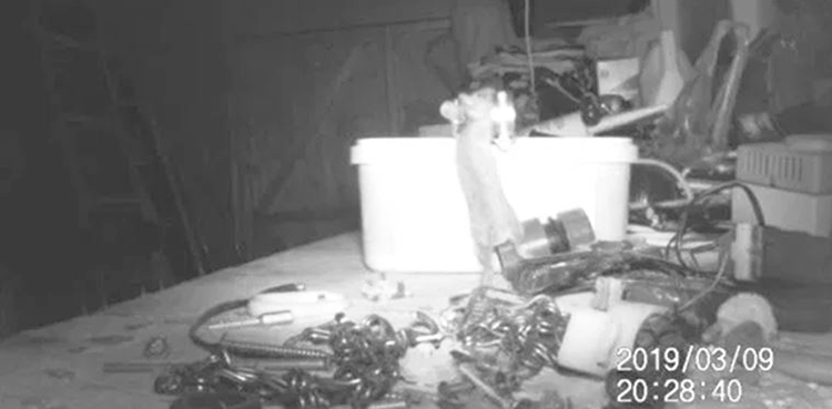 mouse, rat, metal mickey,