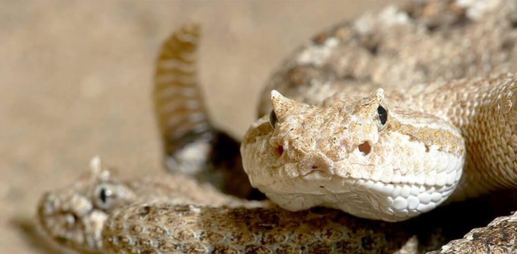 rattlesnakes, texas