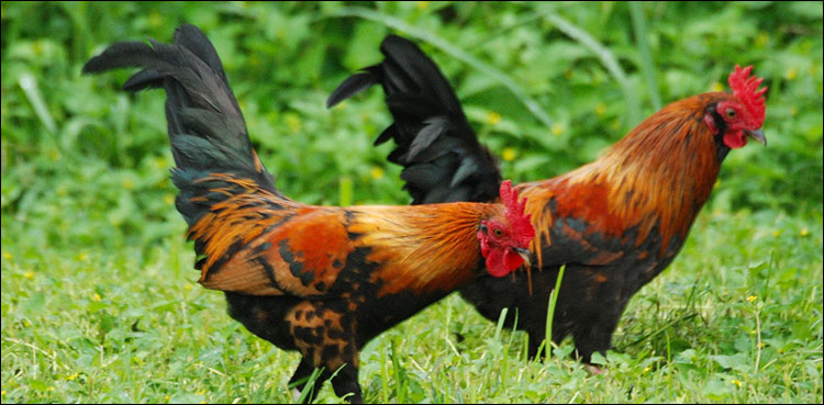 Chickens