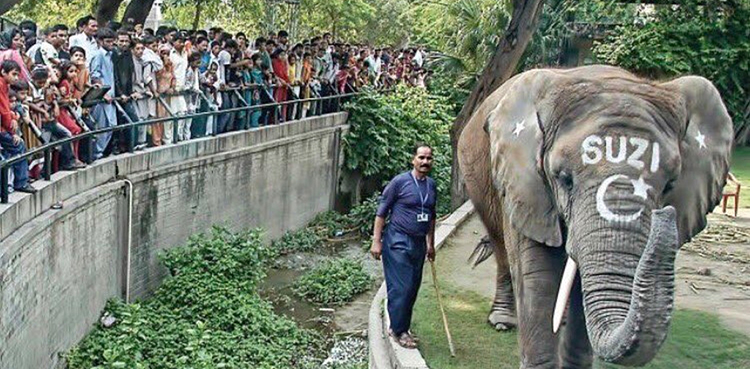 Lahore zoo, elephant,