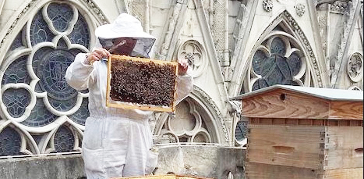 Notre-Dame, Paris, bees,
