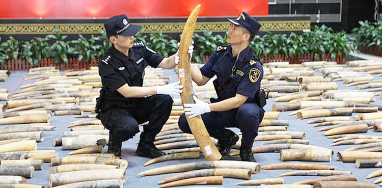 China, elephant tusks, ivory,