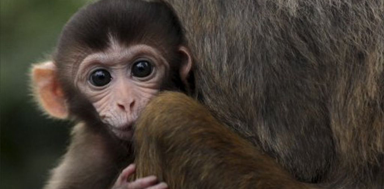 rhesus monkey