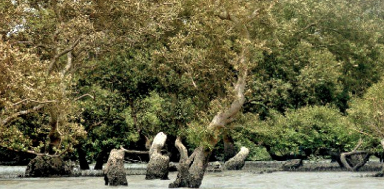 Illegal mangroves' trees cutting timber mafia