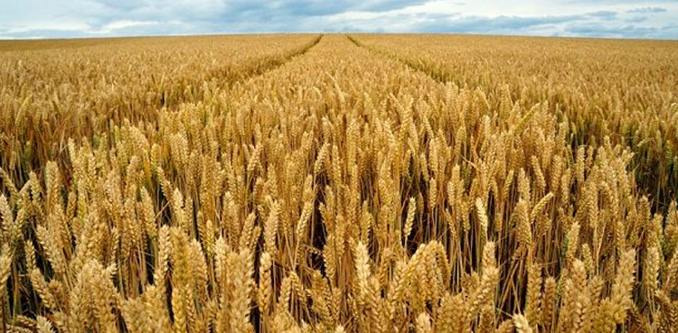 food security ministry