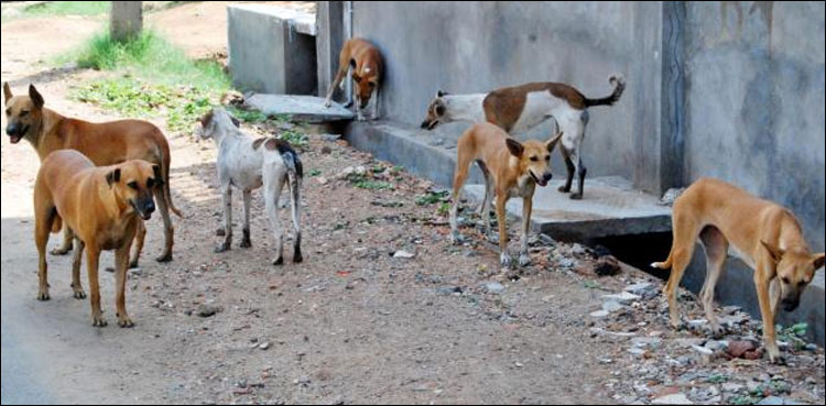 rabies, dog bite