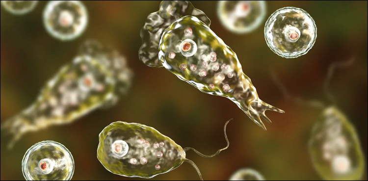 case, Naegleria, Karachi