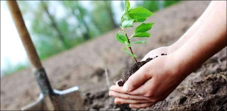 plant vaccine