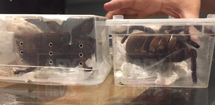 Tarantula spiders seized