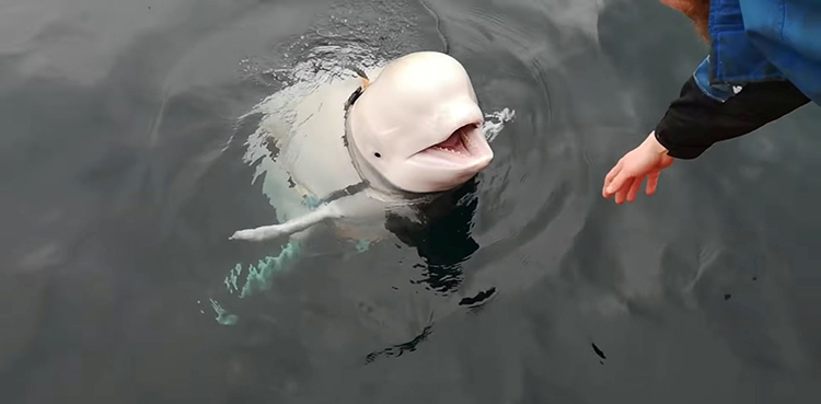 Whale, beluga,