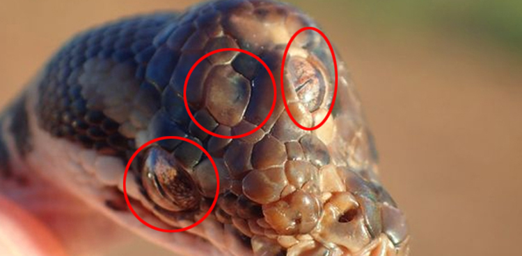 three eyed snake, australia