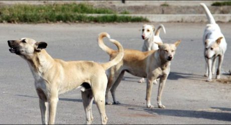Three more dog-bite cases reported in Shikarpur